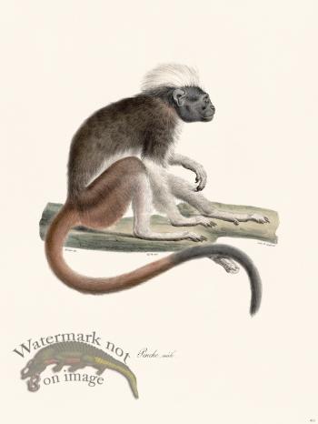 Cuvier 411 Pinche Male